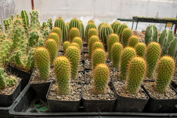 Multiple golden spined cacti cultivated in plastic pots inside greenhouse cactus nursery in Ajijic,...
