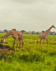 Mikumi safari Tanzania