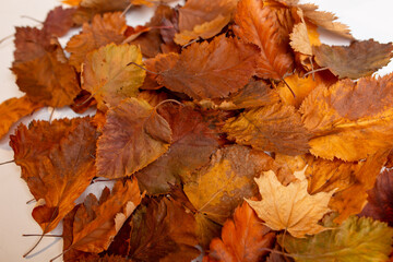 dried autumn leaves for herbarium are located on a white background. concept: change of seasons, cleaning public areas from garbage. place for text