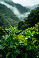 Lush Green Foliage Framed by Misty Mountains at Dawn in a Tranquil Forest Setting.