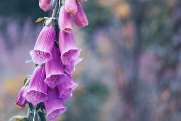 Digitalis, foxglove flower on blurred bokeh background, retro forest photo detail