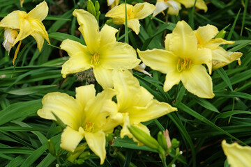 Yellow day lily in flower.