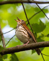 brown thrasher