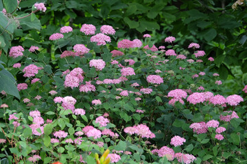Pink Hydrangea arborescens ‘Invincibelle’ in flower.