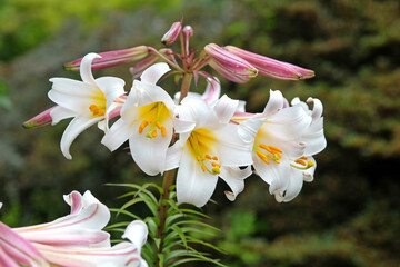 Large white and yellow trumpet regal lily,  Lilium ‘regale’, in flower. © Alexandra