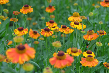 Orange and yellow helenium sneezeweed in flower.