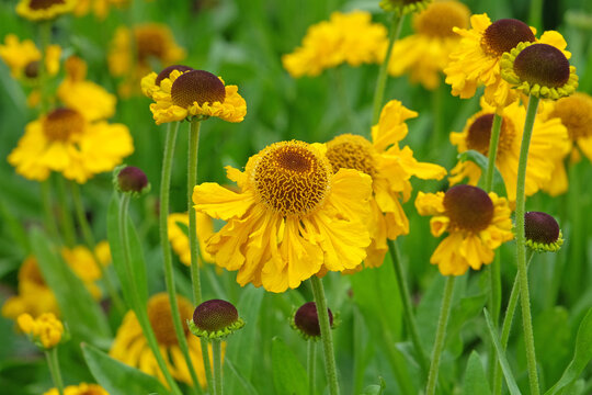Yellow helenium sneezeweed, &lsquo;The Bishop&rsquo; in flower.