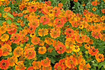 Orange and yellow helenium sneezeweed, ‘Waltraut’ in flower.