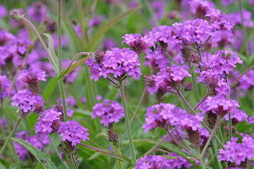 Purple Verbena rigida, known as slender vervain or tuberous vervain in flower.