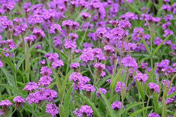 Purple Verbena rigida, known as slender vervain or tuberous vervain in flower.