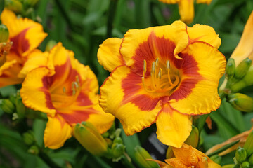 Yellow and red Hemerocallis daylily &lsquo;Fooled Me&rsquo; in flower.
