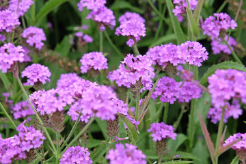Purple Verbena rigida, known as slender vervain or tuberous vervain in flower.