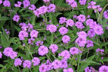 Purple Verbena rigida, known as slender vervain or tuberous vervain in flower.