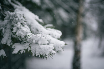 Snow-covered pine branches create a beautiful and serene winter landscape scene.