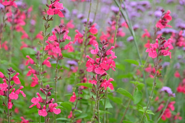 Bright fuchsia pink salvia ‘pink pong’ in flower.