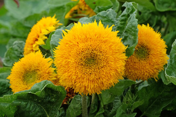 Obraz premium Yellow Helianthus annuus, sunflower ‘Teddy Bear’ in flower.