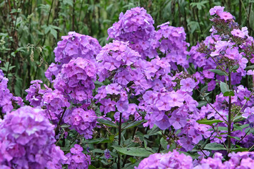 Purple Phlox paniculata ‘Blue Paradise’ in flower.