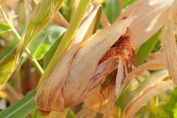 Corn is growing in rural garden. Organic gardening. Cottage garden. Farmland in sunny day.