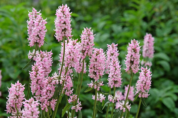 Betonica officinalis, pink betony ‘Rosea’ in flower.