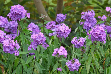 Purple Phlox paniculata ‘Blue Paradise’ in flower.