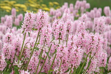 Betonica officinalis, pink betony ‘Rosea’ in flower.