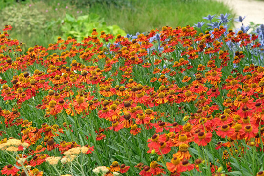 Red helenium sneezeweed, &lsquo;Moerheim Beauty&rsquo; in flower.