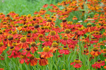 Red helenium sneezeweed, ‘Moerheim Beauty’ in flower.