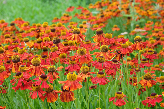 Red helenium sneezeweed, &lsquo;Moerheim Beauty&rsquo; in flower.