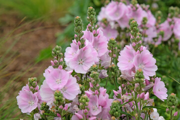 Pale pink Sidalcea, or prairie mallow, ‘Little Princess’ in flower.