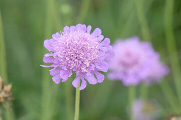 Lilac purple Scabiosa columbaria, called the small scabious or dwarf pincushion flower, in bloom.