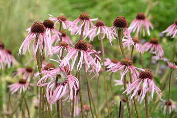 Pink Echinacea pallida, pale purple coneflower, in bloom.