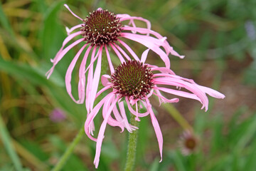 Pink Echinacea pallida, pale purple coneflower, in bloom.