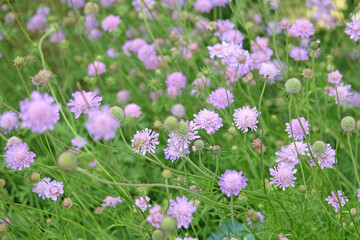 Obraz premium Lilac purple Scabiosa columbaria, called the small scabious or dwarf pincushion flower, in bloom.