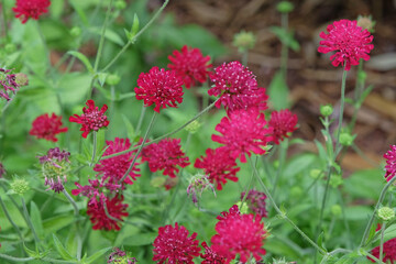 Red Knautia macedonica, Macedonian scabious, ‘Mars Midget’ in flower.
