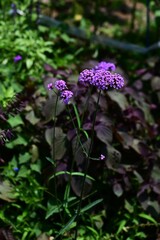 Obraz premium Verbena bonariensis (Purpletop vervain) flowers. Verbenaceae perennial plants. Clusters of small crimson-purple flowers bloom in summer.