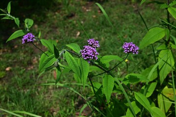 Verbena bonariensis (Purpletop vervain) flowers. Verbenaceae perennial plants. Clusters of small...