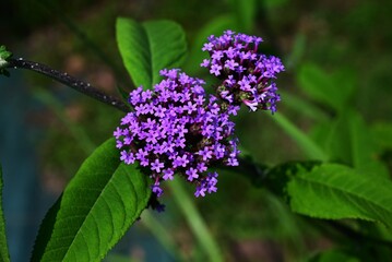 Verbena bonariensis (Purpletop vervain) flowers. Verbenaceae perennial plants. Clusters of small crimson-purple flowers bloom in summer.
