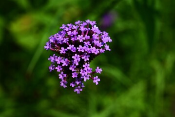 Verbena bonariensis (Purpletop vervain) flowers. Verbenaceae perennial plants. Clusters of small...