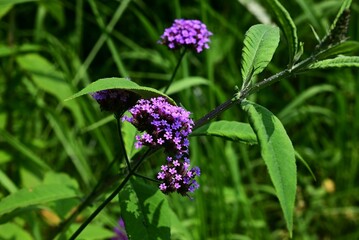 Verbena bonariensis (Purpletop vervain) flowers. Verbenaceae perennial plants. Clusters of small...