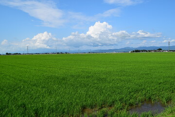 初夏の水田 山形県庄内 