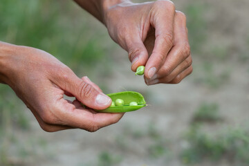 Fresh organic green peas. Vegetable harvesting.