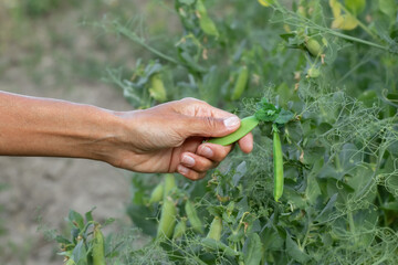 Girl picking green peas in the garden.Shell peas.