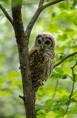 barred owl