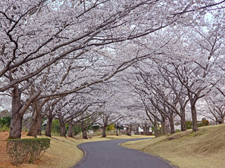 Sakura cherry blossom flowers tree and footpath lane in Japan Tokyo park