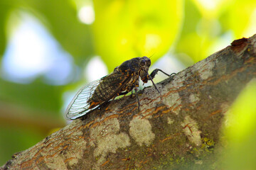 Pear Tree Locust 05
