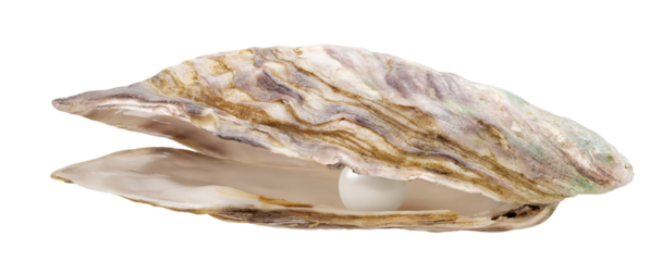 Pearl isolated on white background, full depth of field