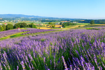 Naklejka premium 日の出公園のラベンダー
