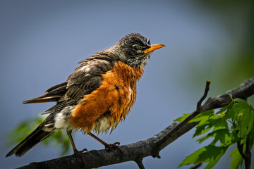 American Robin (Turdus migratorius) perched on a sunlit tree branch against a beautifully blurred, bokeh-style background