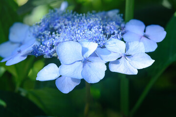 Petals in a blue hydrangea inflorescence on a blurred background