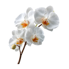 Delicate white orchids bloom gracefully against a transparent background, highlighting their beauty